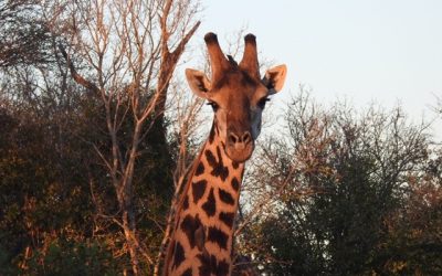 Take Away Teaching Ideas #25: Giraffe Problems